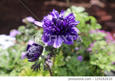 Purple double-flowered anemone Purple double-flowered anemone 124262610