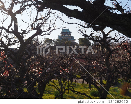 大阪城和梅花 124262650