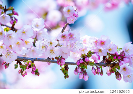 Newly bloomed cherry blossoms 124262665