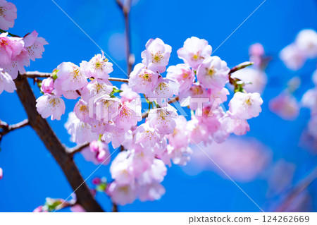 新開的櫻花 124262669