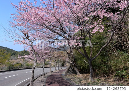 A stroll through the cherry blossom-filled Muroto Regional Park in early spring (Muroto City, Kochi Prefecture) A stroll through the cherry blossom-filled Muroto Regional Park in early spring (Muroto City, Kochi Prefecture) 124262793