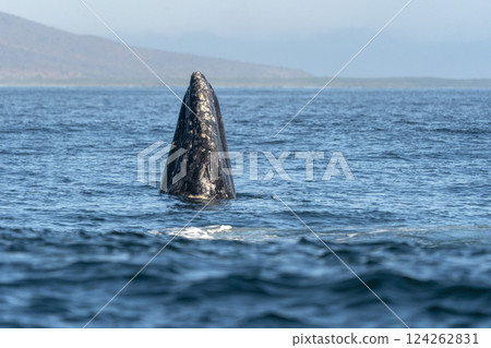 grey whale spy hopping mexico bahia magdalena san ignacio lagoon 124262831