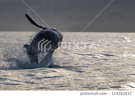 humpback whale breaching at sunset off the coast of san jose del cabo baja california sur 124262837