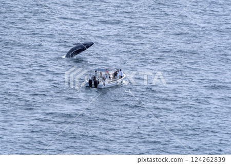 baby humpback whale breaching near a boat in pacific ocean off the coast of san jose del cabo baja california sur 124262839