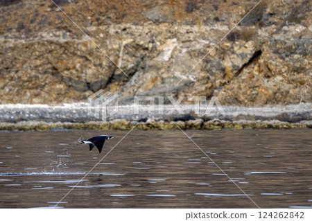 Mobula munkiana jumping off the coast of la entana baja california sur Mobula munkiana jumping off the coast of la entana baja california sur 124262842