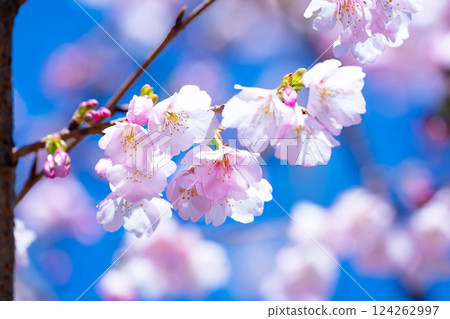 Newly bloomed cherry blossoms 124262997