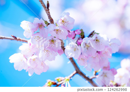 Newly bloomed cherry blossoms 124262998