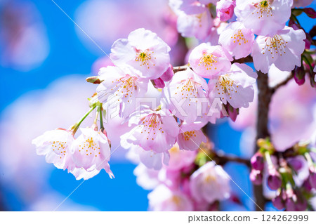 Newly bloomed cherry blossoms 124262999