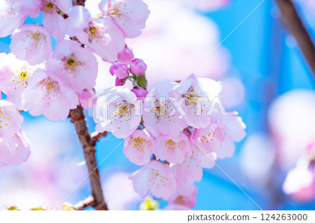 Newly bloomed cherry blossoms 124263000