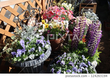 Spring flower group planting & group pot Spring flower group planting & group pot 124263194