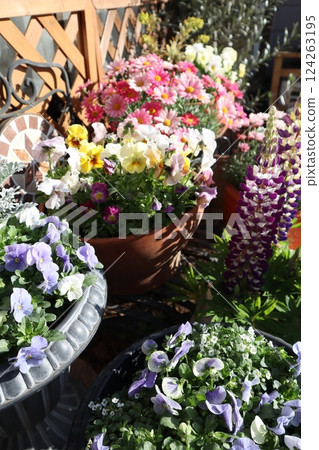 Spring flower group planting & group pot Spring flower group planting & group pot 124263195