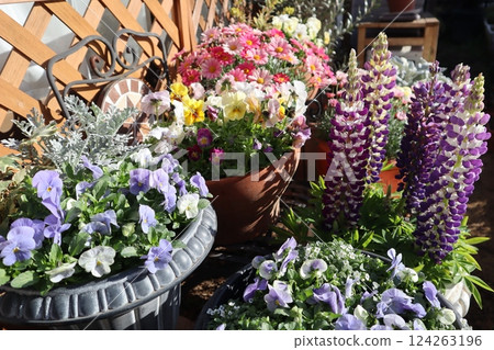Spring flower group planting & group pot 124263196