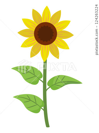 向日葵1瓶 124263224