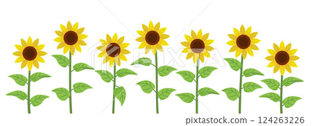 Sunflower field 124263226