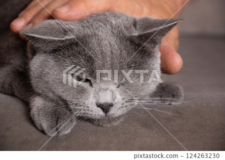 Man's hand petting gray British cat. Cat with only one eye lying and rest on sofa. Close up. Man's hand petting gray British cat. Cat with only one eye lying and rest on sofa. Close up. 124263230