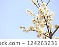 白色的梅花與蔚藍的天空 124263231
