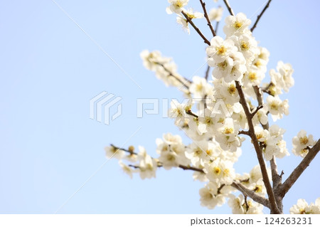 白色的梅花與蔚藍的天空 白色的梅花與蔚藍的天空 124263231