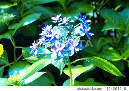 彩色花朵繡球花自然背景(2025 年 3 月註冊) 彩色花朵繡球花自然背景(2025 年 3 月註冊) 124263248