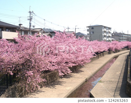 京都:淀運河畔河津櫻花盛開 京都:淀運河畔河津櫻花盛開 124263263