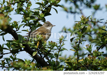 Common Whitethroat (Sylvia communis) live and breed in bushes. It is a summer visitor in all of Europe, except northern Scandinavia, in western and central Asia. It is an insectivorous animal. Common Whitethroat (Sylvia communis) live and breed in bushes. It is a summer visitor in all of Europe, except northern Scandinavia, in western and central Asia. It is an insectivorous animal. 124263297