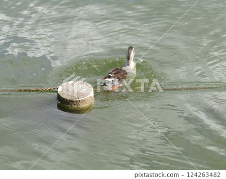 Spot-billed ducks, resident birds, at Watauchi Pond in Chiba Park 124263482