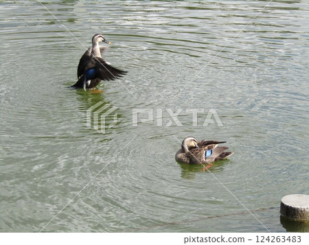 Spot-billed ducks, resident birds, at Watauchi Pond in Chiba Park 124263483