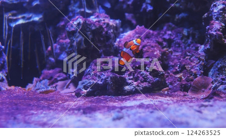 Ocellaris clownfish swimming in colorful aquarium near purple coral reef 124263525