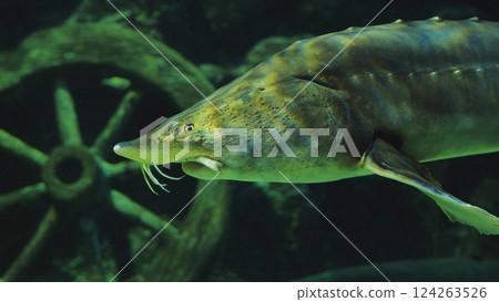 Sturgeon swimming in green aquarium near an old wheel Sturgeon swimming in green aquarium near an old wheel 124263526