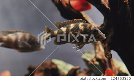 Close-up of an African cichlid swimming in a home aquarium 124263530