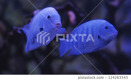 Two electric blue acara fish swimming in dark aquarium Two electric blue acara fish swimming in dark aquarium 124263543