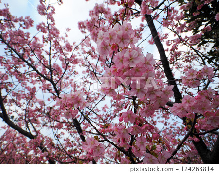 Scenery with Kawazu cherry blossoms Scenery with Kawazu cherry blossoms 124263814