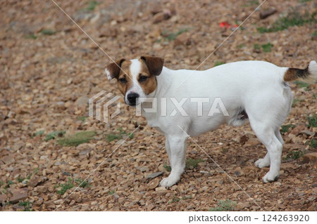 portrait of a dog Jack Russell Terrier 124263920