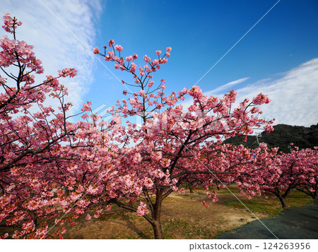 Scenery with Kawazu cherry blossoms Scenery with Kawazu cherry blossoms 124263956