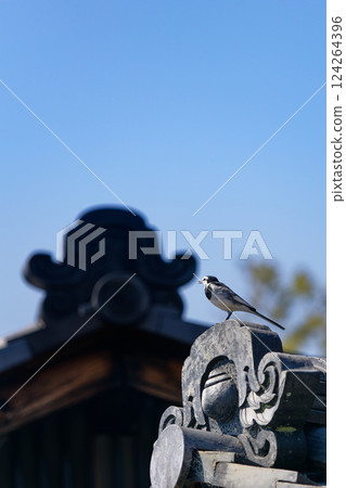[Nara Park, Nara City, Nara Prefecture] A white wagtail standing on top of a ridgepole tile (facing diagonally backwards) 124264396