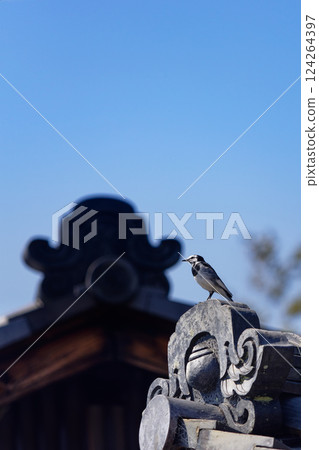 [Nara Park, Nara City, Nara Prefecture] A white wagtail standing on top of a ridgepole tile (sideways) 124264397