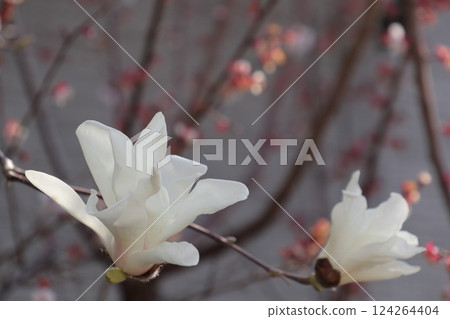 White flower blooming in spring White flower blooming in spring 124264404