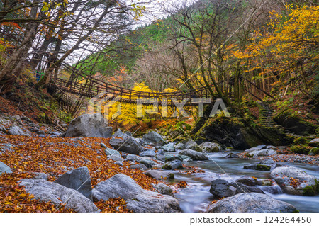 [Tokushima] Autumn in Oku-Iya, Double Kazura Bridge, Onnabashi [Autumn leaves] 124264450