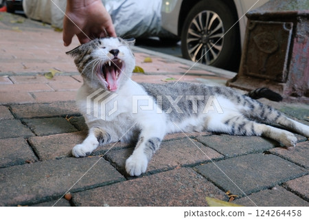 Spoiled kitten 124264458