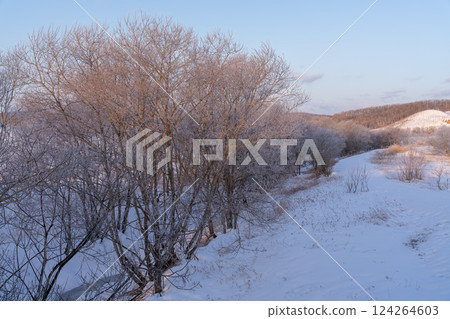 北海道, 十勝, 林蔭大道, 落葉松, 冬季, 雪, 霧, 白霜, 日出, 早晨 124264603