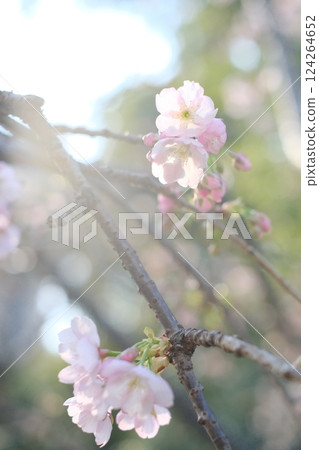 櫻花 124264652
