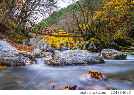[Tokushima] Autumn in Oku-Iya, Double Kazura Bridge, Onnabashi [Autumn leaves] 124264697