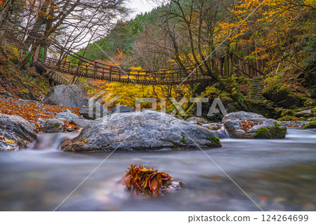 [Tokushima] Autumn in Oku-Iya, Double Kazura Bridge, Onnabashi [Autumn leaves] 124264699