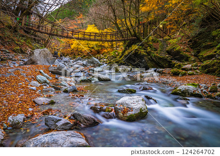 [Tokushima] Autumn in Oku-Iya, Double Kazura Bridge, Onnabashi [Autumn leaves] 124264702