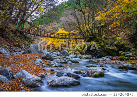 [Tokushima] Autumn in Oku-Iya, Double Kazura Bridge, Onnabashi [Autumn leaves] 124264875