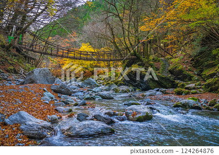 [Tokushima] Autumn in Oku-Iya, Double Kazura Bridge, Onnabashi [Autumn leaves] 124264876