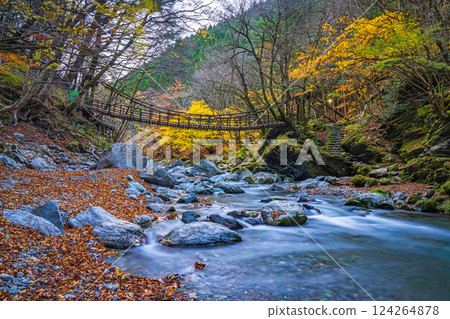 [Tokushima] Autumn in Oku-Iya, Double Kazura Bridge, Onnabashi [Autumn leaves] 124264878