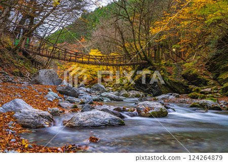 [Tokushima] Autumn in Oku-Iya, Double Kazura Bridge, Onnabashi [Autumn leaves] 124264879