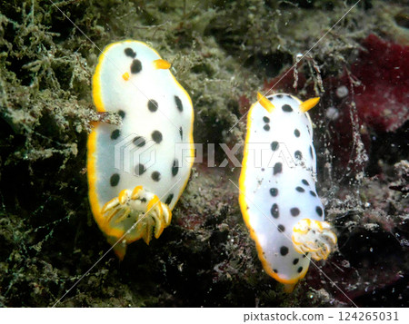 Chromodoris radiata lined up side by side 124265031