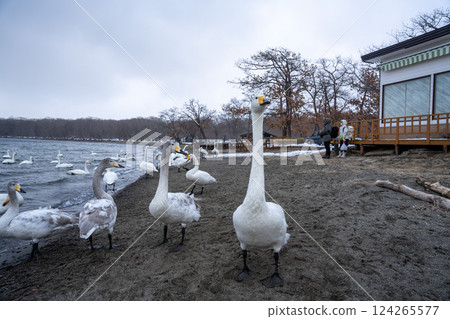 北海道、天鵝、野鳥、屈斜路湖、冬季、雪、溫泉 124265577