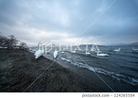 北海道、天鵝、野鳥、屈斜路湖、冬季、雪、溫泉 124265584